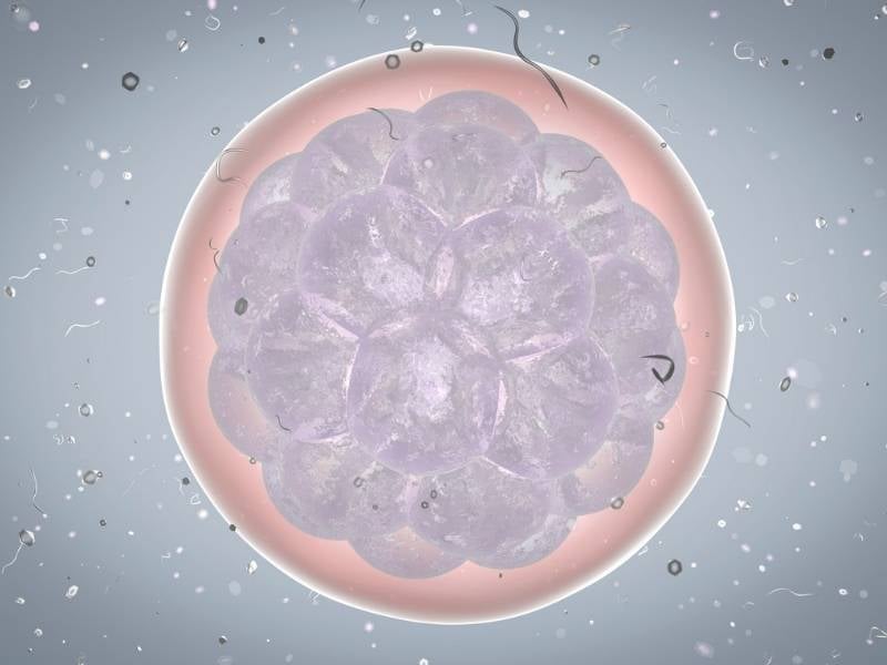 embryo research ivf - normal embryo success rate