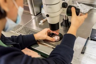 ivf procedure