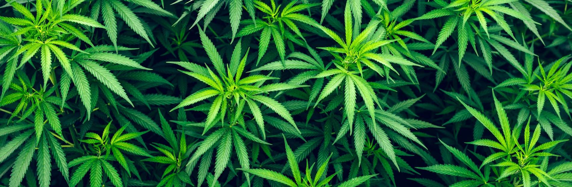 fertility and marijuana weed