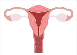 Uterus