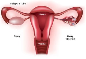 female reproductive system ovaries
