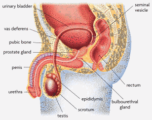 male-body-anatomy-reproductive