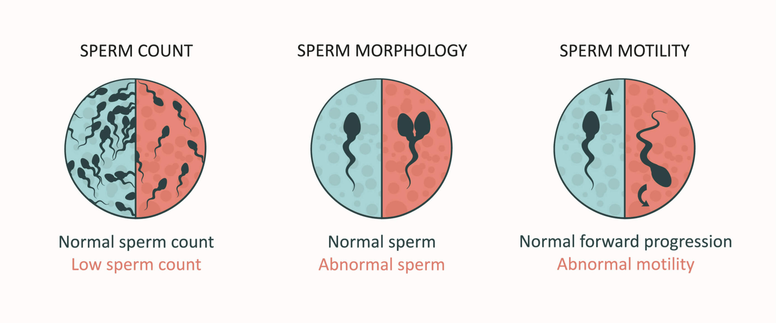 normal sperm count