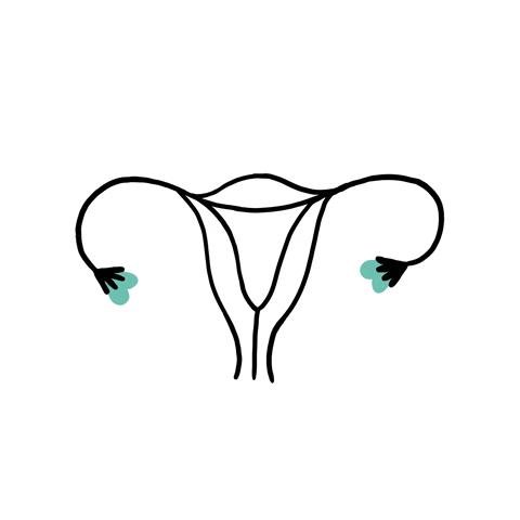 uterus gif fsh levels