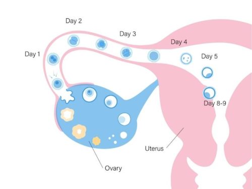 egg development