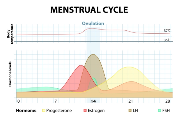 menstrual cycle body temperature and hormone levels chart